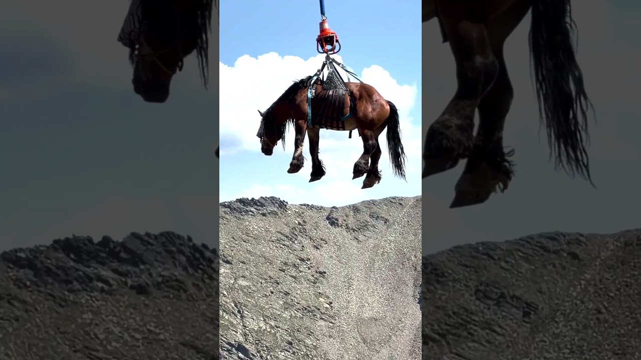 Injured Horse Takes Flight During Airlift Rescue Operation #shorts