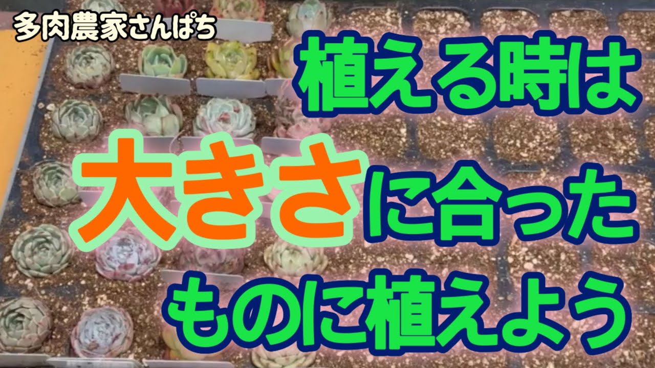 Succulents] [When planting, choose a pot that is the appropriate