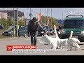 У Литві поліцейські перекрили рух на жвавій автотрасі, аби лебеді змогли перейти дорогу