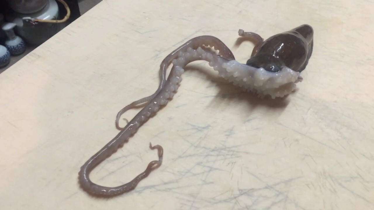 Servidos vivos: Dentro de la tendencia americana de comer animales vivos animal rights quotes