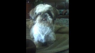 Bandit, our Paralyzed dog cured! by Tammy Skinner Pugh 18,832 views 6 years ago 7 minutes, 35 seconds