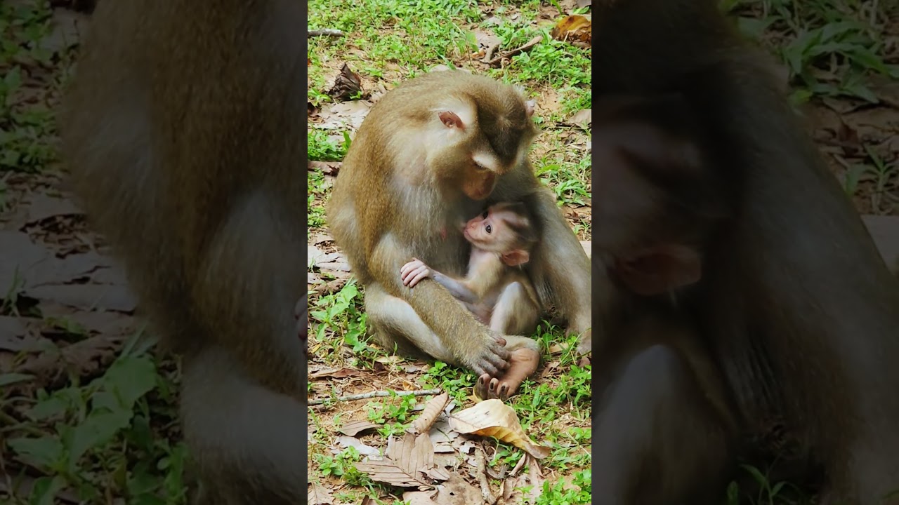 Adorable baby breastfed by mom #10