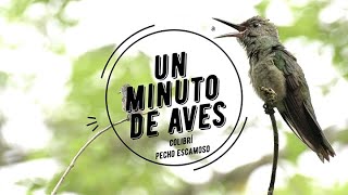 Un Minuto de Aves 176 Colibrí Pecho Escamoso