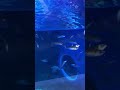 Big Aquarium for Bigger Fish