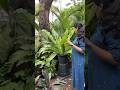 Just a regular day that turned into a plant shopping #plants #dailyvlog #plantparent #home