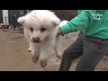 Samoyed Dad Doesn't Care That His Puppies Ran Away From Home (Part 2) | Kritter Klub