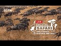 LIVE Digital Safari - Episode 1 - August 17th, 2020