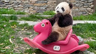 A fluffy, soft baby panda sitting on a rocking horse, looking absolutely adorable. #panda  screenshot 2