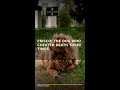 Frisco: The Dog Who Cheated Death Three Times #Shorts