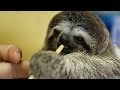 Dinner time for baby sloth