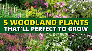 5 Best Woodland Plants to Grow