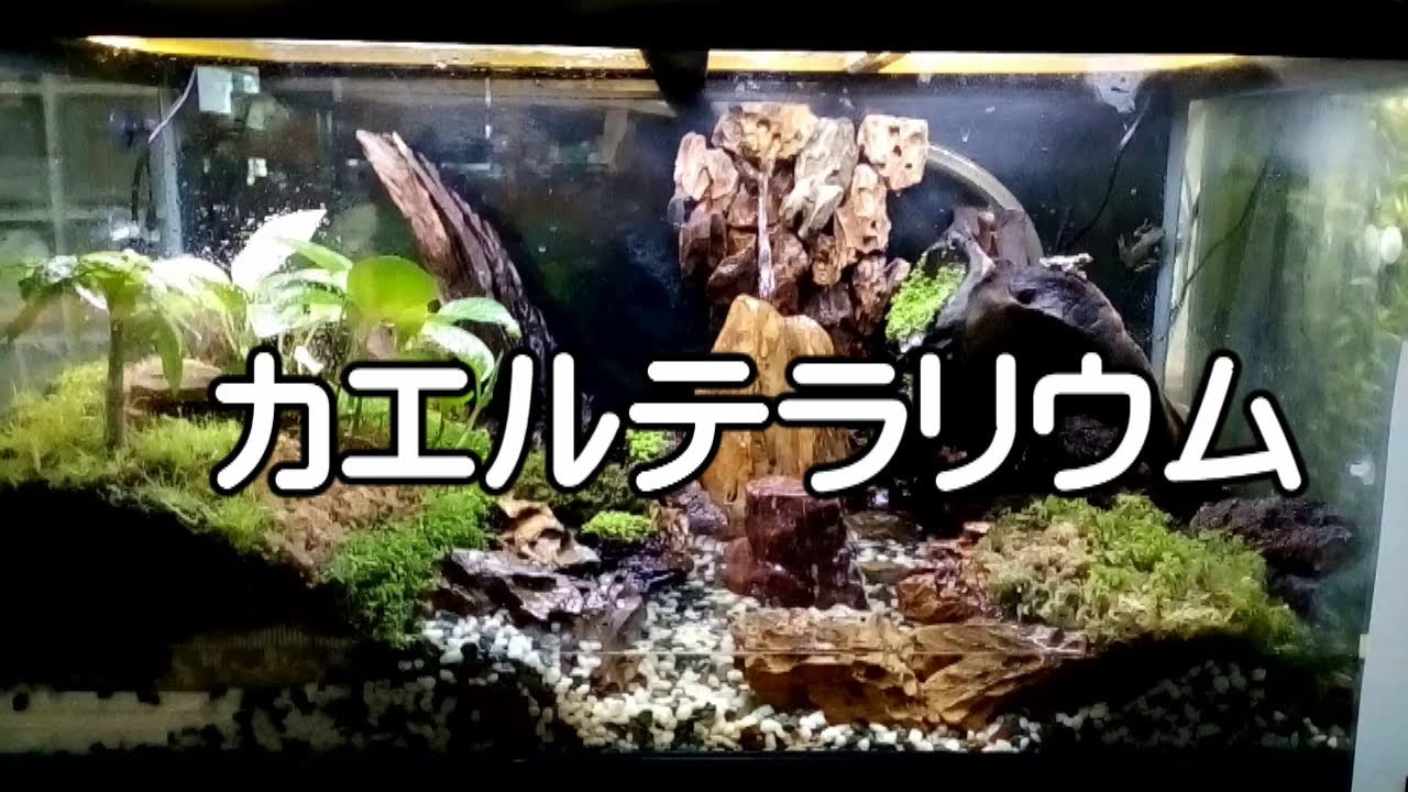 カエルテラリウム Youtube