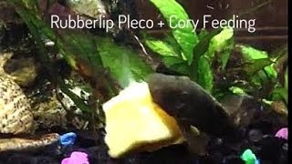 Rubberlip Pleco and Albino Cory Eating Mango