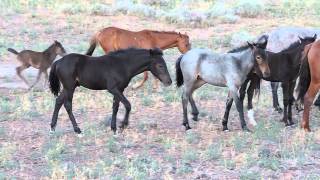 Wild Mustangs in the Virginia Range - Nevada