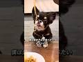 焼きそばが食べたいチワワの唄 #チワワ #犬 #犬のいる生活 #aiで作った音楽 #かわいい犬