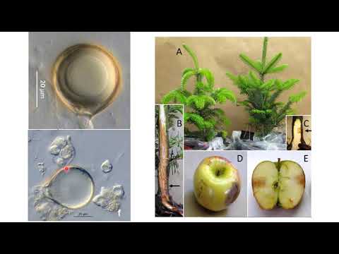 Видео: Phytophthora Pepper Bright - Как да предотвратим симптомите на фитофтора върху растенията пипер