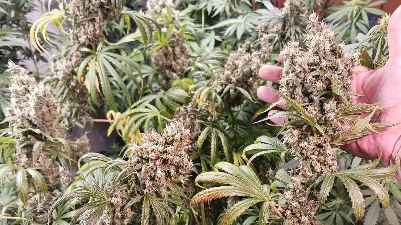 Garden Update 10-1-24 Dragon Runtz And Bluhouse Treasure