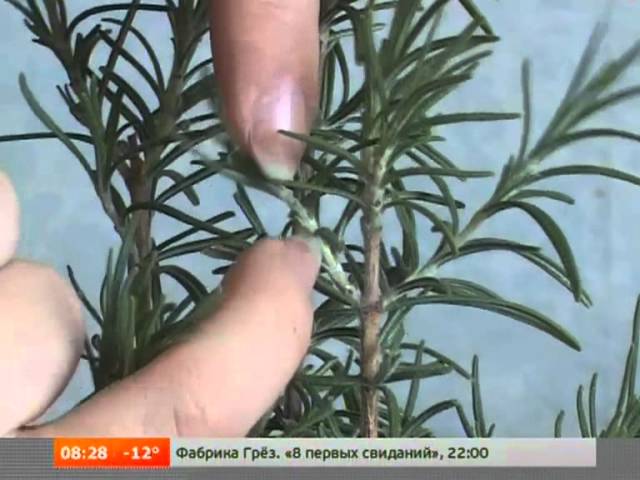 Дачная инспекция. Размножение черенками