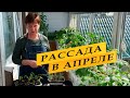 Обзор рассады в апреле