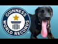 Longest Tongue on a Dog - Guinness World Records