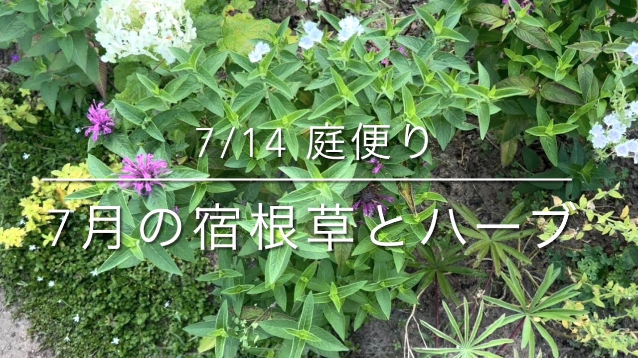 7/14 庭便り]夏の宿根草とハーブ/ナチュラルガーデン/グランドカバー