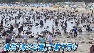 横浜市金沢区の「海の公園」で潮干狩り