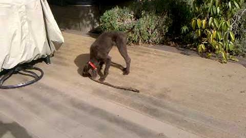 Gunner the Pudelpointer at 5 months.