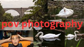Pov photography of swans and Victoria viaduct