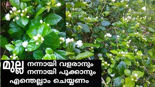കുറ്റിമുല്ല പരിചരണം/ How to care Jasmin plant /Jasmin plant care malayalam