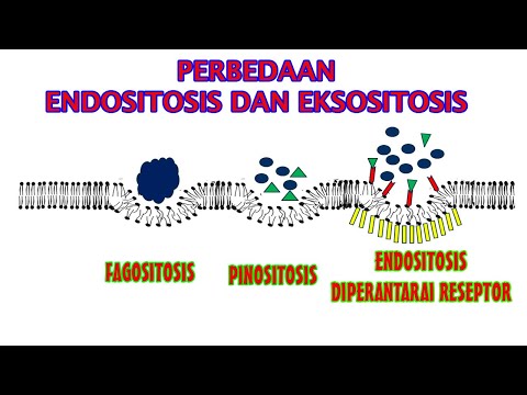 Video: Bagaimana endositosis terjadi pada membran permukaan sel?
