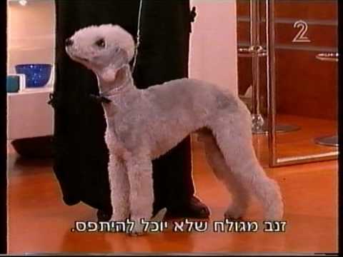 Nina and Solly appearing on Program called "Experts With Style", Israel TV, Channel 2.