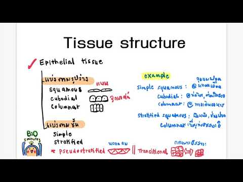 1 Tissue structure Epithelial tissue
