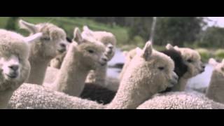 Why Alpaca is the Smart Future for Australia - SHORT EDIT
