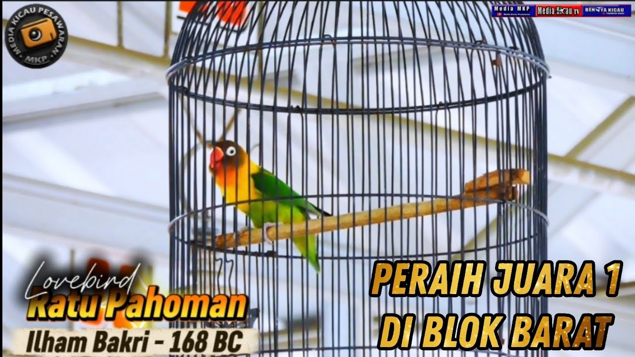 Raih Juara 1 di blok barat‼️ Lovebird Ratu Pahoman Jadi Incaran‼️ 