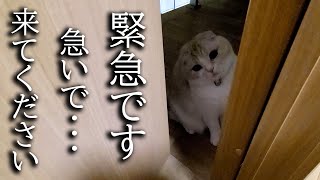 深夜に猫が何かを訴えてくるのでついていったらまさかの展開に...