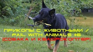 Приколы с животными / fail with animals #6 (Собака и Квадрокоптер)