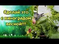 СДЕЛАЙТЕ ЭТО ДО ЦВЕТЕНИЯ ВИНОГРАДА! УХОД ЗА ВИНОГРАДОМ ВЕСНОЙ, ПОДКОРМКА ПО ЛИСТУ.