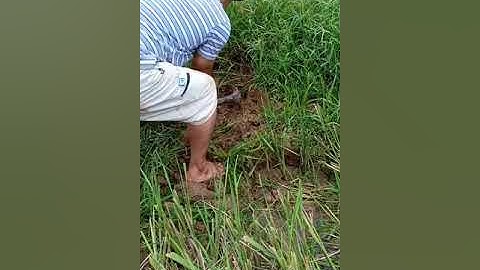 Đi bắt chuột đồng gặp ngay Rắn Hổ Mang trong hang chuột !