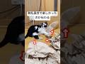 ちょっと目を離した隙にこんな事になってました#ハチワレ #ばんくん #shorts