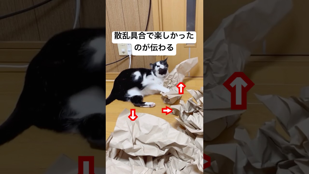 ちょっと目を離した隙にこんな事になってました#ハチワレ #ばんくん #shorts