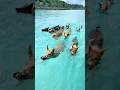 Places In Bahamas That Don T Feel Real рџ рџ ёрџ Ї Travel Adventure Explore Nature Bahamas Places In Bahamas That Don T Feel Real рџ рџ ёрџ Ї Travel Adventure Explore Nature Bahamas