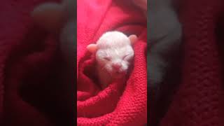 Devon Rex Kitten 1 day old ❤️🍼