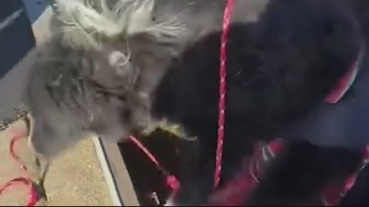 Police rescue dog from storm drain - YouTube