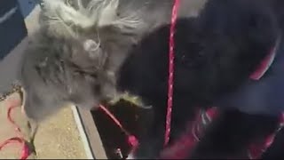 Police rescue dog from storm drain