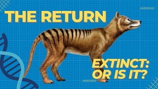 Tasmanian Tiger: Hope for a Lost Species