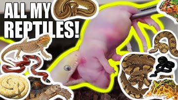 **Feeding all my Reptiles!!**ULTIMATE SNAKE FEEDING VIDEO!! | BRIAN BARCZYK