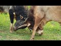 Bulls fight in farm side||Born to fight