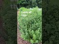 The Garden That Will Be Harvested Today On May 13 2026 