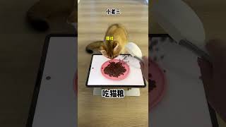 【牛奶是只猫】以后牛奶和猫粮都省了哈哈哈哈哈哈