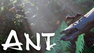 ANT - Animation 3D (Quixel Megascans &amp; Lumion 2024)